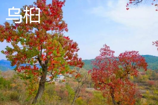 哪些树木具有秋色叶，枫香、乌桕、卫矛都很常见