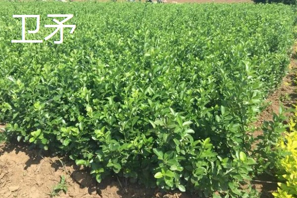 哪些树木具有秋色叶，枫香、乌桕、卫矛都很常见