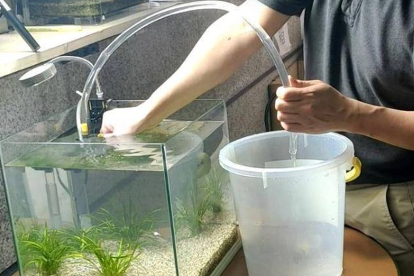 鹦鹉鱼不打氧可以活多久,要看饲养的密度和水质