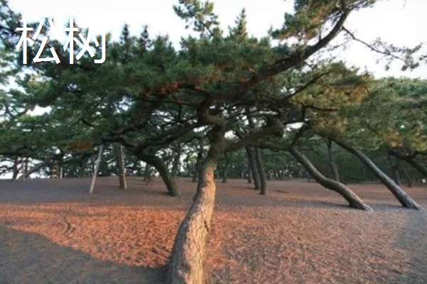 哪些树木具有秋色叶，枫香、乌桕、卫矛都很常见