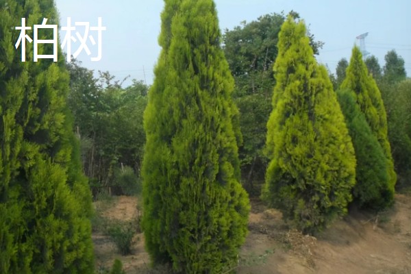 哪些树木具有秋色叶，枫香、乌桕、卫矛都很常见