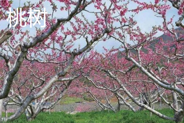 哪些树木具有秋色叶，枫香、乌桕、卫矛都很常见