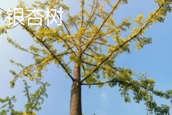 哪些树木具有秋色叶，枫香、乌桕、卫矛都很常见