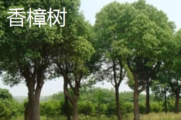 哪些树木具有秋色叶，枫香、乌桕、卫矛都很常见