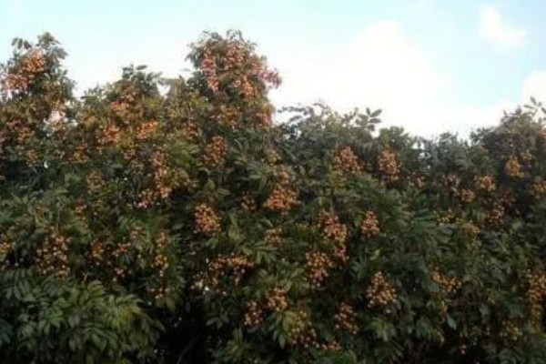 福建龙眼几月份成熟，成熟期为8月下旬至9月上旬成熟