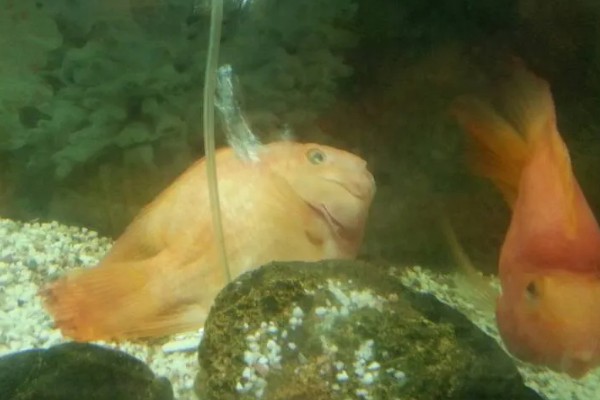 鹦鹉鱼不打氧可以活多久,要看饲养的密度和水质