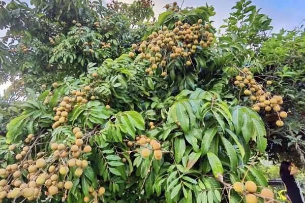 福建龙眼几月份成熟，成熟期为8月下旬至9月上旬成熟