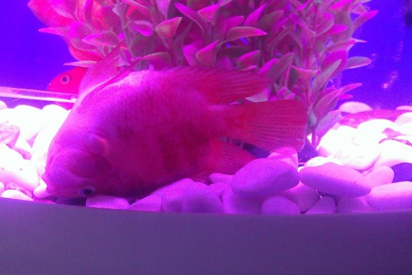 鹦鹉鱼不打氧可以活多久,要看饲养的密度和水质