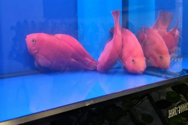鹦鹉鱼不打氧可以活多久,要看饲养的密度和水质