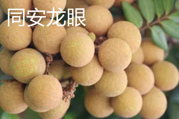 福建龙眼几月份成熟，成熟期为8月下旬至9月上旬成熟