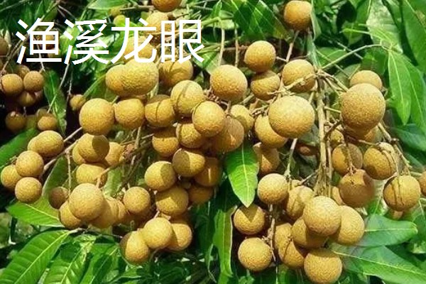 福建龙眼几月份成熟，成熟期为8月下旬至9月上旬成熟