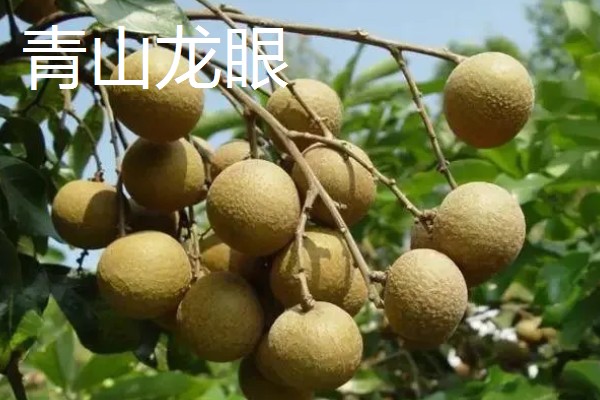 福建龙眼几月份成熟，成熟期为8月下旬至9月上旬成熟