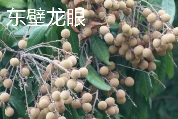 福建龙眼几月份成熟，成熟期为8月下旬至9月上旬成熟