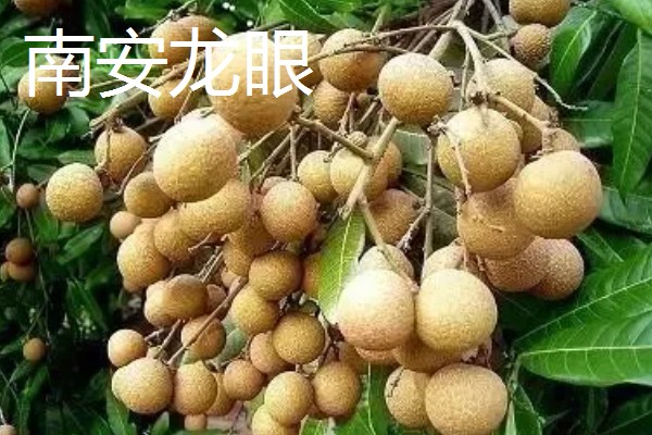 福建龙眼几月份成熟，成熟期为8月下旬至9月上旬成熟