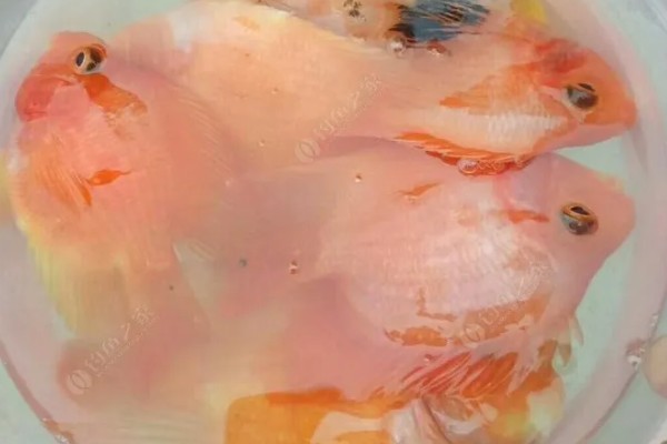 鹦鹉鱼不打氧可以活多久,要看饲养的密度和水质