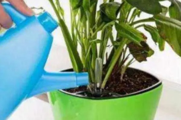 立春前能施肥吗，能施肥