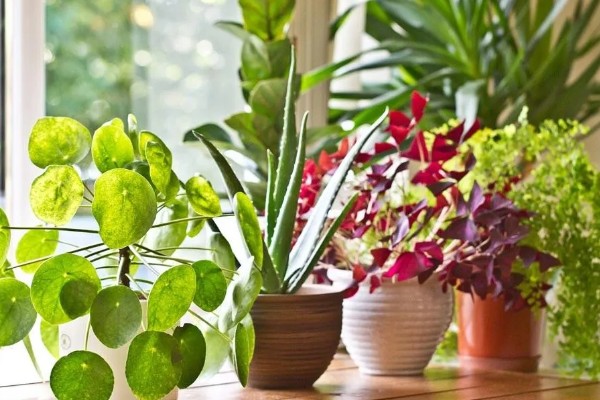 立春前能施肥吗，能施肥