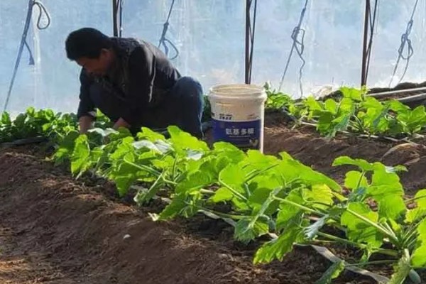 立春前能施肥吗，能施肥