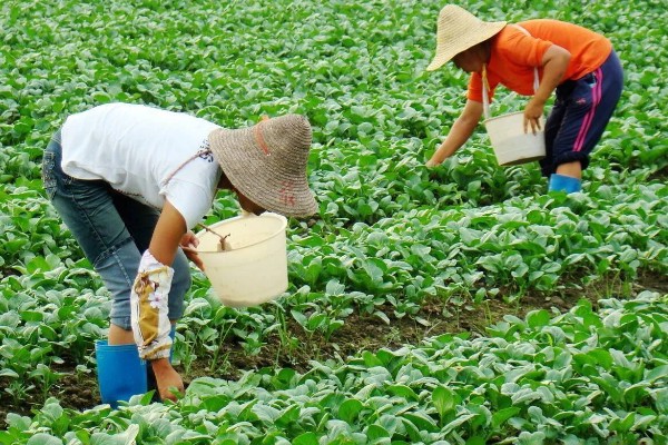 立春前能施肥吗，能施肥
