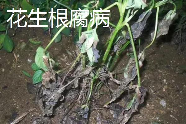 花生苗期病害如何解决，针对不同病害的处理方法不同