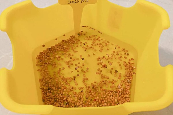 立春前能施肥吗，能施肥