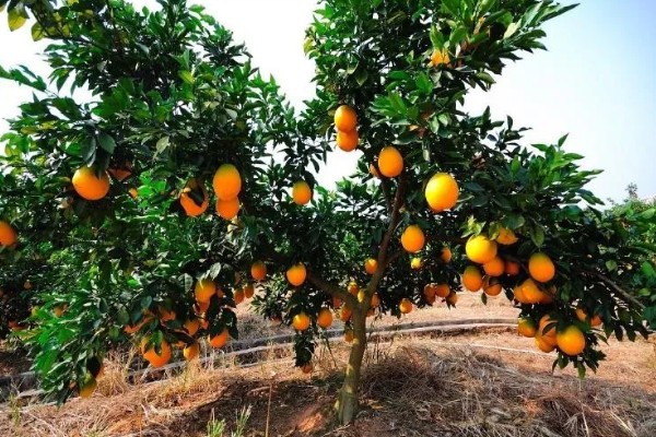 林娜脐橙的产地，原产美国加利福尼亚州