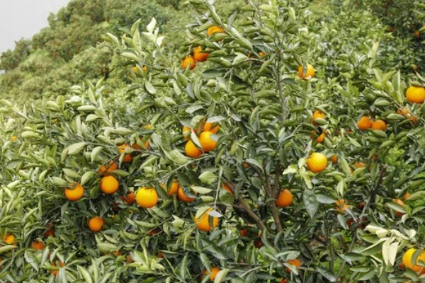 林娜脐橙的产地，原产美国加利福尼亚州