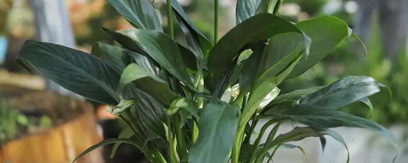 白掌陶粒水培的注意事项，陶粒数不可太多