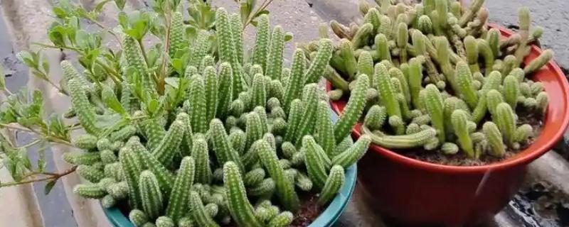 仙人虫的养殖方法，喜欢在高温环境中生长