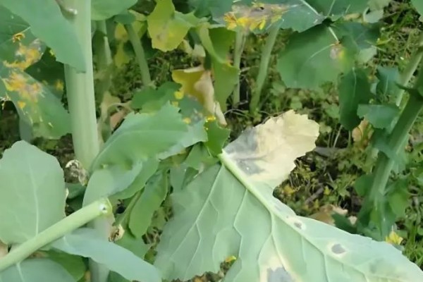 油菜菌核病的发生原因,湿度大、偏施氮肥等因素都会引发