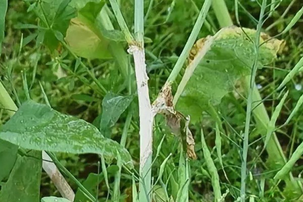 油菜菌核病的发生原因,湿度大、偏施氮肥等因素都会引发