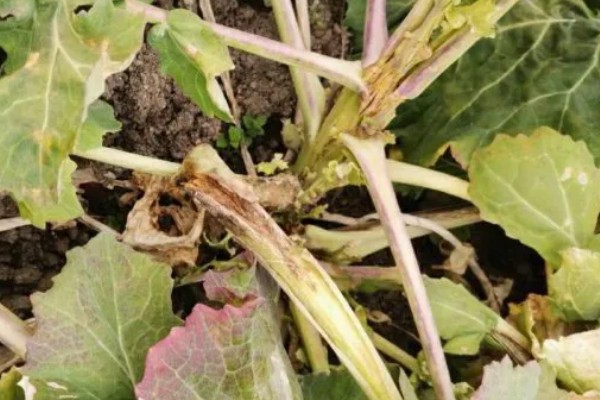 油菜菌核病的发生原因,湿度大、偏施氮肥等因素都会引发