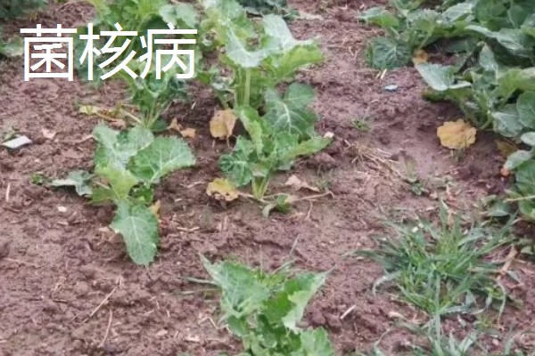 油菜菌核病的发生原因,湿度大、偏施氮肥等因素都会引发