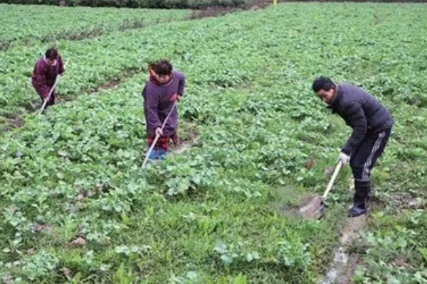 油菜菌核病的发生原因,湿度大、偏施氮肥等因素都会引发