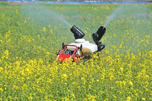 油菜菌核病的发生原因,湿度大、偏施氮肥等因素都会引发
