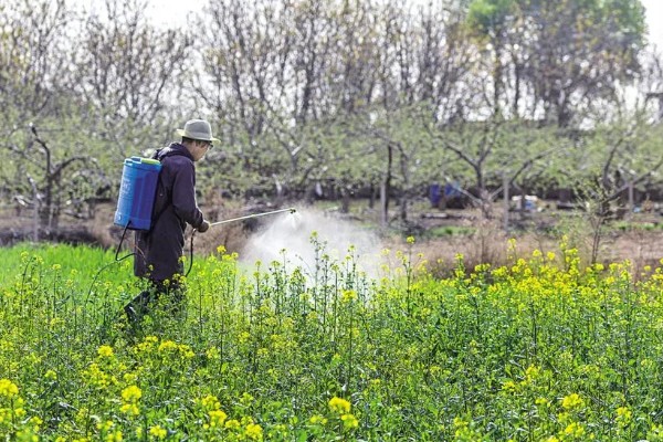 油菜菌核病的发生原因,湿度大、偏施氮肥等因素都会引发