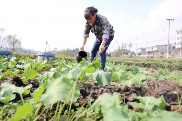 油菜菌核病的发生原因,湿度大、偏施氮肥等因素都会引发