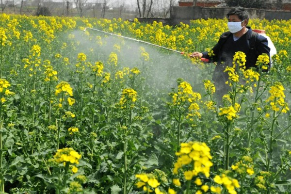 油菜菌核病的发生原因,湿度大、偏施氮肥等因素都会引发