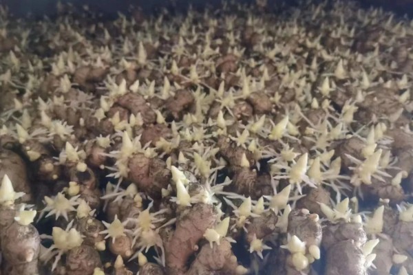 姜种的催芽方法，把温室内的温度保持在15℃左右