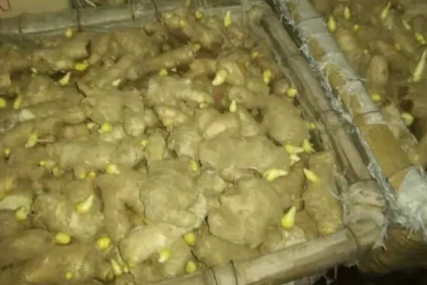 姜种的催芽方法，把温室内的温度保持在15℃左右