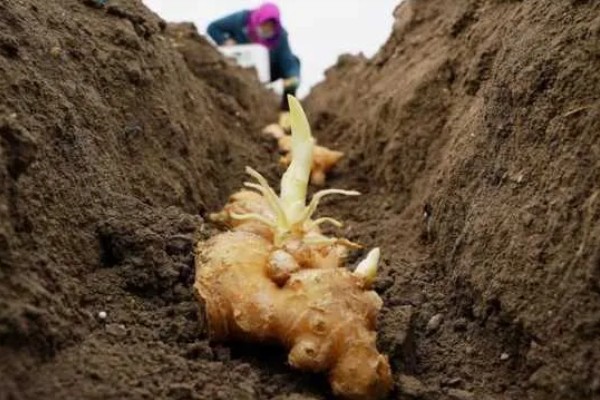 姜种的催芽方法，把温室内的温度保持在15℃左右