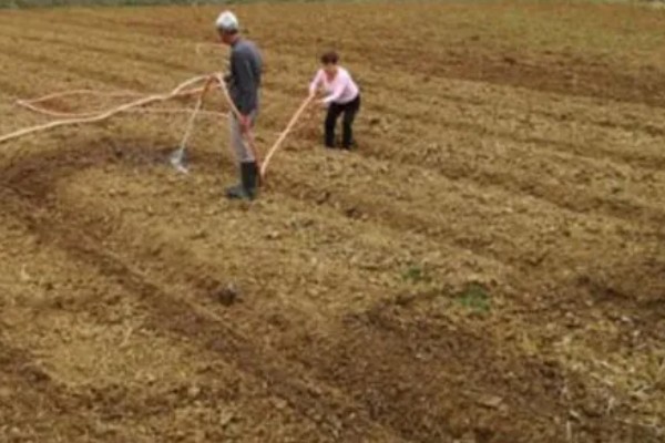 姜种的催芽方法，把温室内的温度保持在15℃左右