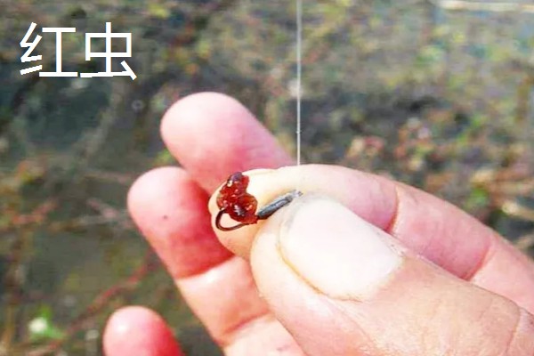 初冬钓鱼用什么饵料，推荐香腥、浓腥味等饵料