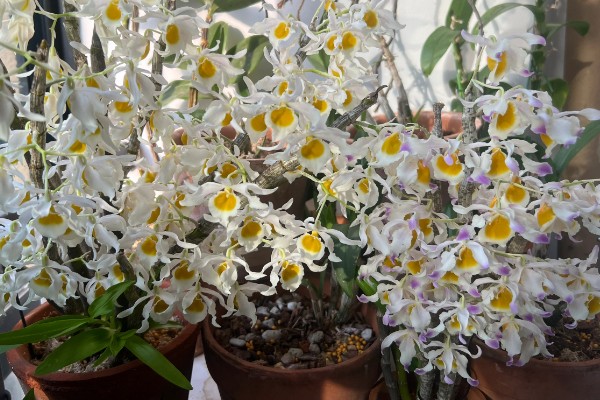 怎么养石斛，放在室外的半阴半阳的地方养护