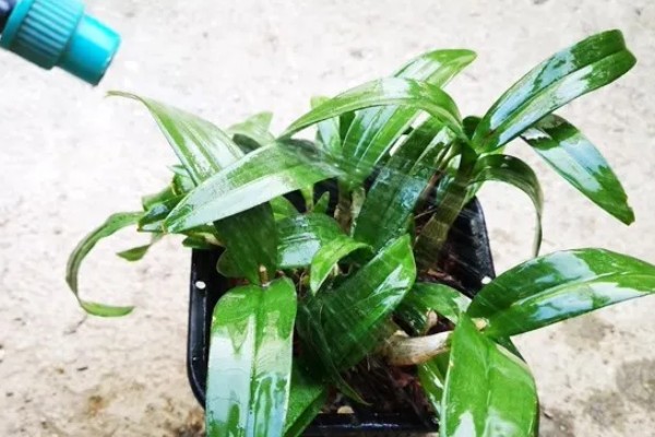 怎么养石斛，放在室外的半阴半阳的地方养护