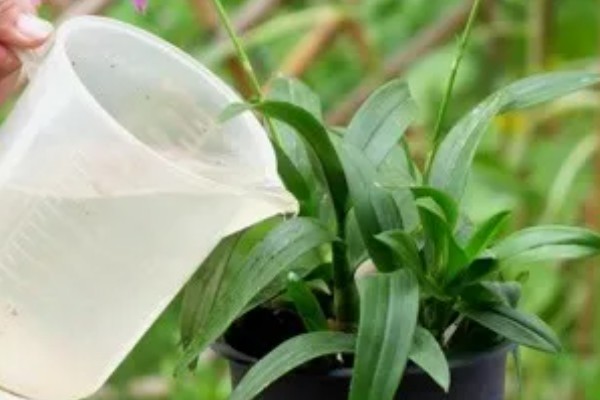 怎么养石斛，放在室外的半阴半阳的地方养护