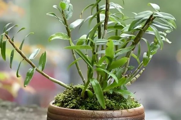 怎么养石斛，放在室外的半阴半阳的地方养护