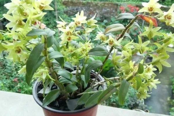 怎么养石斛，放在室外的半阴半阳的地方养护