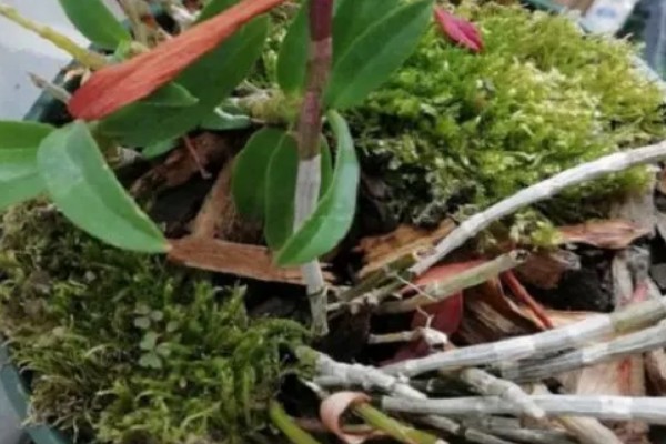 怎么养石斛，放在室外的半阴半阳的地方养护