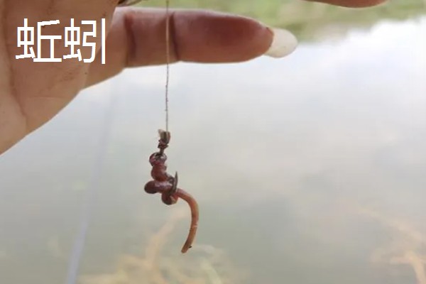 初冬钓鱼用什么饵料，推荐香腥、浓腥味等饵料